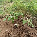 Moringa
