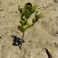 Mangrove Blanche