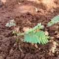 Calliandra