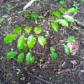 Tolu balsam