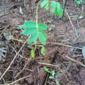 Tephrosia