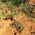 Tephrosia