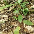 Cacaotier