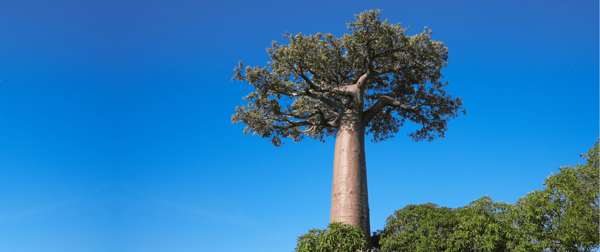 Un albero al giorno