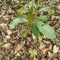 Cacao