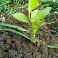 Arancio