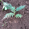 Grevillea