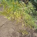 Grevillea