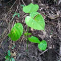 Arbre dynamite
