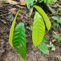 Cacao