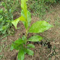 Olivo africano