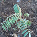 Tefrosia