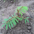 Tephrosia
