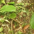 Cacao