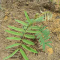 Tephrosia