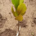 Mangrove Jaune