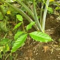 Arthur Louise Coffee Tree