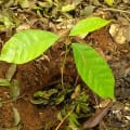 Cacao