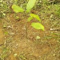 Cacao