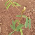 Tephrosia