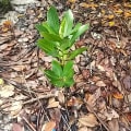 Mangrove Rouge