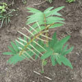 Tephrosia