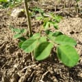 Moringa