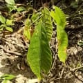 Cacao