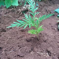 Grevillea