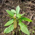 Cacaotier