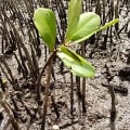 Weiße Mangrove