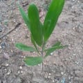 Acacia Mangium