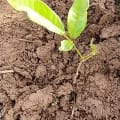 African Mahogany