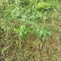 Neem