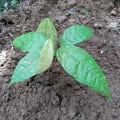 Cacao