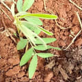 Tephrosia