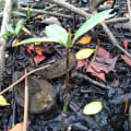 Mangrovia Orubc