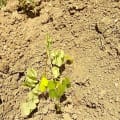 Moringa
