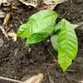 Cacao Galileo