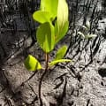 Mother Earth