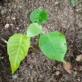 Árbol dinamita