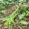Papaya