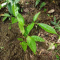 Roble