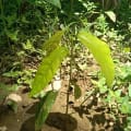 Cacao