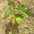 Tamarillo