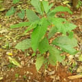 Cacao Meravigliao