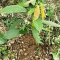 Cacao