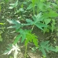 Bravery papaya