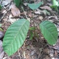 Cacao
