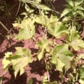 Barbados Nut